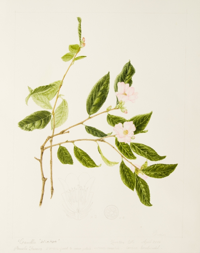 Camellia "Winton", by Pamela Furniss