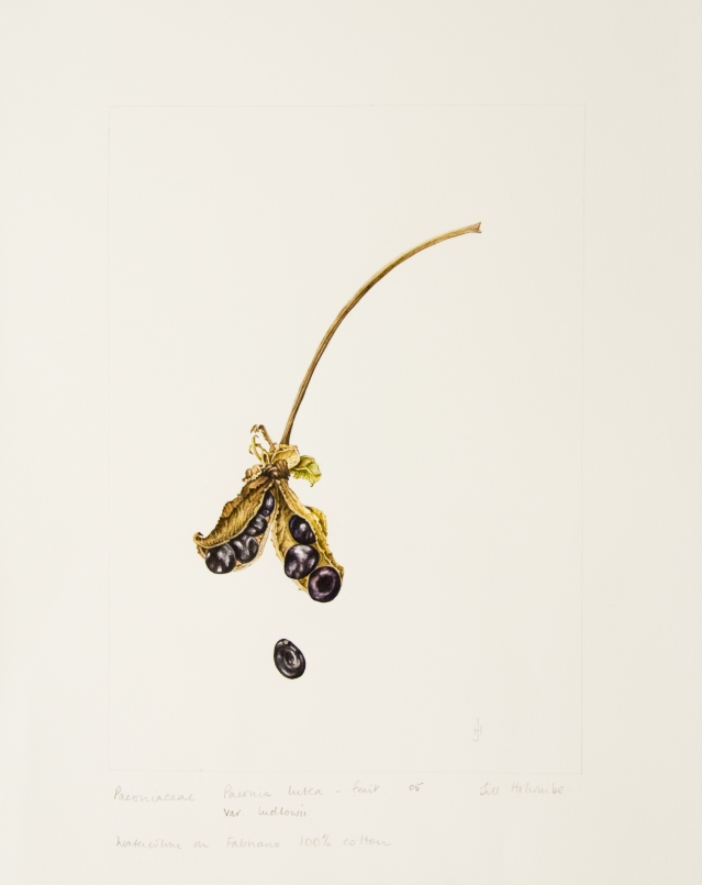 Paeonia lutea var. ludlowii, by Jill Holcombe