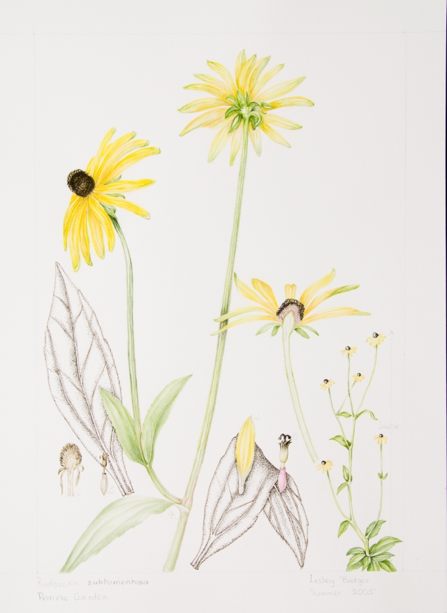 Rudbeckia subtomentosa, by Lesley Badger