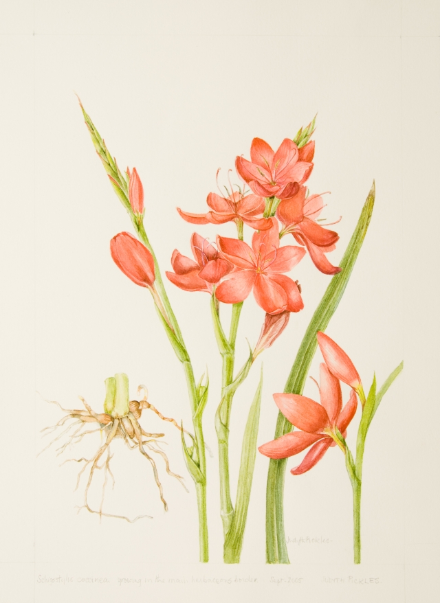 Schizostylis coccinea, by Judyth Pickles