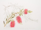 Callistemon citrinus, by Cathrine Allsopp