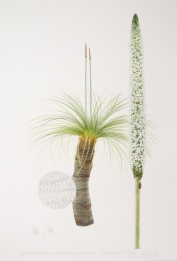 Xanthorrhoea australis, by Cathrine Allsopp