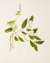 Camellia "Winton", by Pamela Furniss