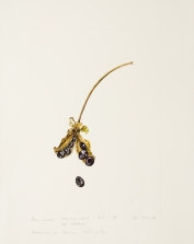 Paeonia lutea var. ludlowii, by Jill Holcombe