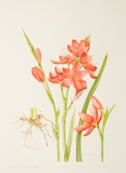 Schizostylis coccinea, by Judyth Pickles