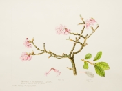 Viburnum bodnantense, by Linda Ambler