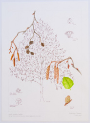 Alnus incana "Aurea", by Barbara Munro