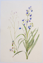 Dianella tasmanica "Variegata", by Judyth Pickles