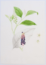 Phytolacca americana, by Sheila Stancill