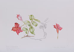 Mandevilla 'Sunmandecrim', by Mary Morton