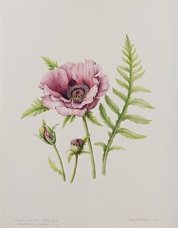 Papaver orientale 'Patty's Plum', by Sally Strawson