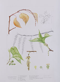 Stachyurus praecox, by Barbara Munro
