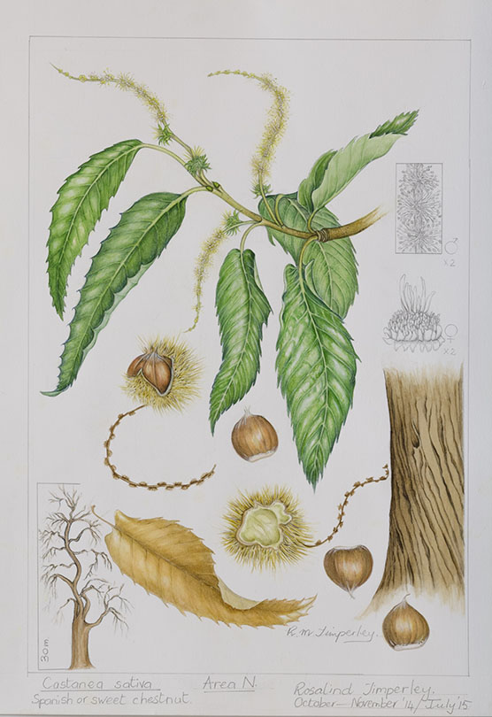 Castanea sativa, by Rosalind Timperley