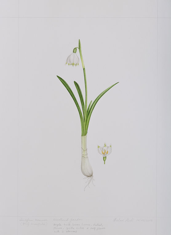Leucojum vernum, by Neelam Modi
